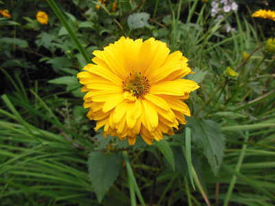 Die gelbe Blume
