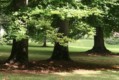 bäume im park