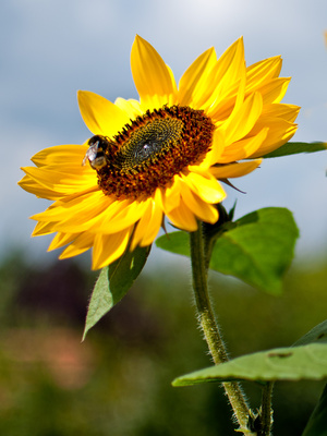 Biene und Sonnenblume
