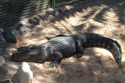 Krokodil im Schatten