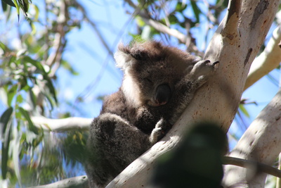 Sleeping Koala