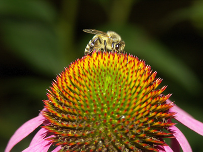 Biene schmaust an Sonnenhut im Garten