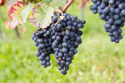 Blaue Weintrauben an der Rebe