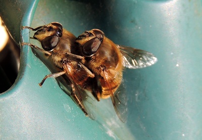 Bienenpaarung