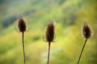 Distel