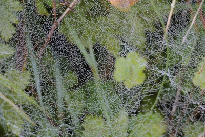 Tautropfen im Spinnennetz