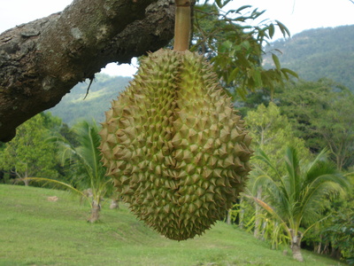 Durian auch Stinkfrucht genannt