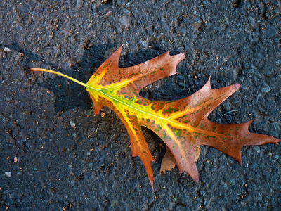 autumn - fall -herbst