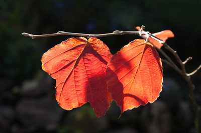 Es wird Herbst Es wird Herbst