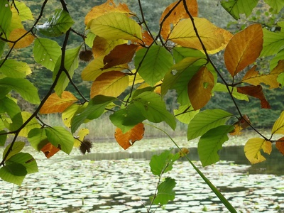 Herbst am  See