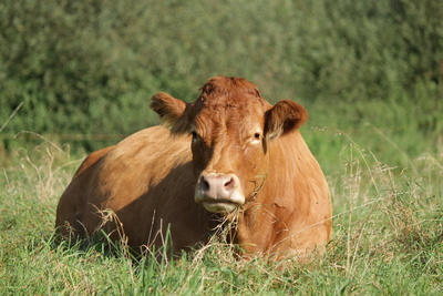 Limousin Kuh