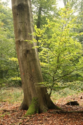 alte buche mit nachwuchs