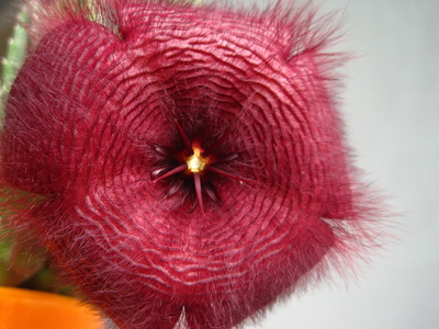 Blüte der Stapelia grandiflora  (Stammsukkulente)