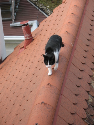 Katze auf Dach