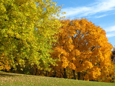 Herbstbäume