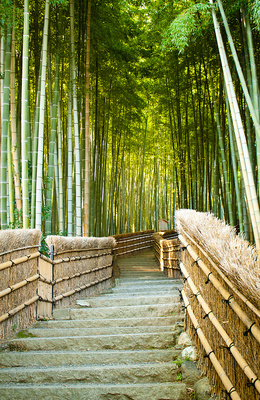 Bambushain in Arashiyama