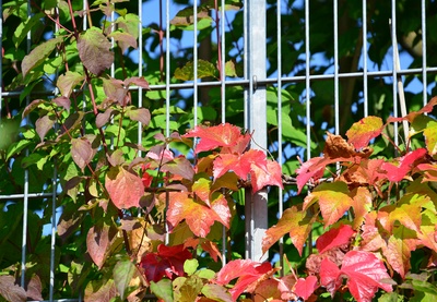 herbstliches Weinlaub