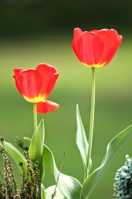 Tulpe im Garten