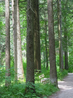 Ruheplatz im Wald