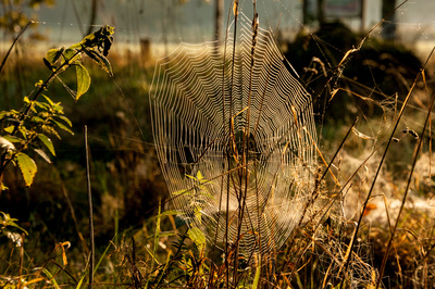Netz in der Abendsonne Netz in der Abendsonne