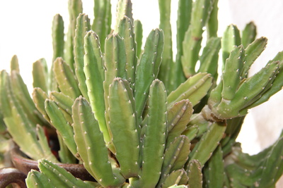Stapelia-Pflanze mit vielen Trieben