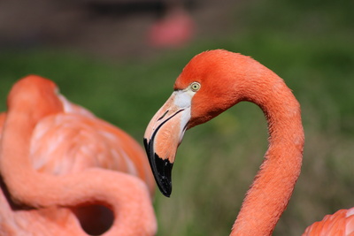 Der schöne Flamingo