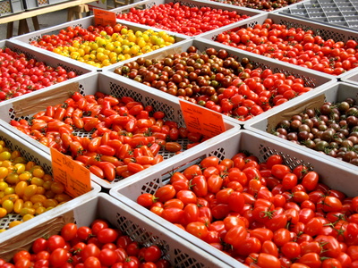 Hier stellt man sich das eigene Sortiment an Tomaten zusammen