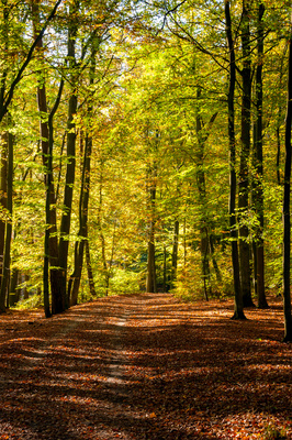 Herbstwald Herbstwald