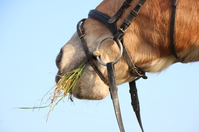 Ein Pferd bei seiner Mahlzeit