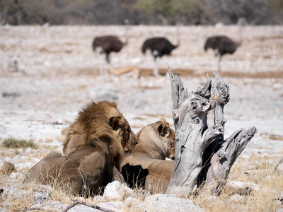 Mittagspause in Etosha