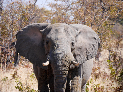 Chobe NP - Elefant