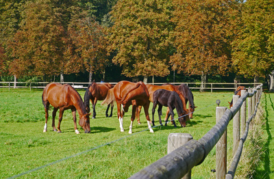 Pferdekoppel vor Herbstwald