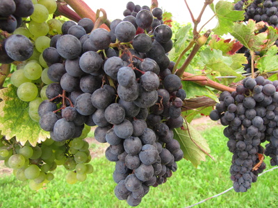 Trauben aus dem Weinland "Pfalz"