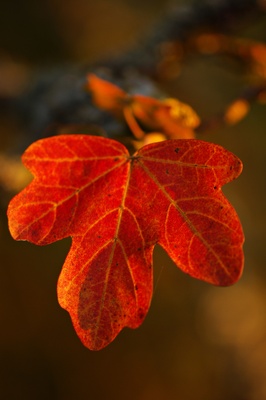 Rote Hand eines Herbstblattes