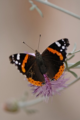 Schmetterling Roter Admiral (Vanessa atalanta)