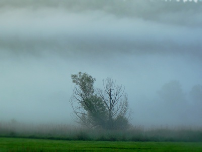 Baum umhüllt vom Nebel im Tal