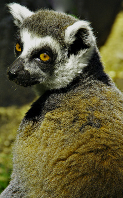 Aufmerksamer Lemur