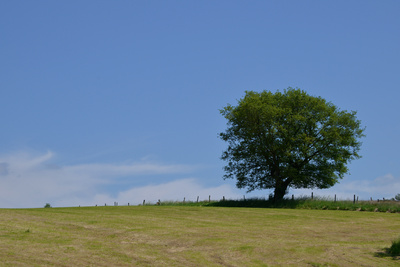 Einsamer Baum im Sommer