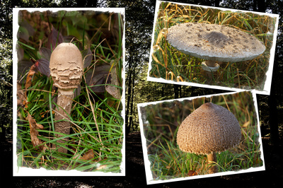 Der Parasol Der Parasol