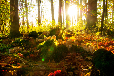 Pilzwald im Morgenlicht Pilzwald im Morgenlicht
