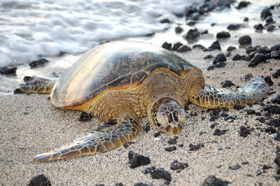 Schildkröte Hawaii