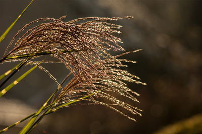 Grasblüte Grasblüte