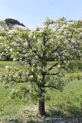 Frühlingshafter Baum