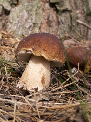 Pilz - Waldpilz aus Niederschlesien