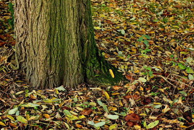 die blätter fallen