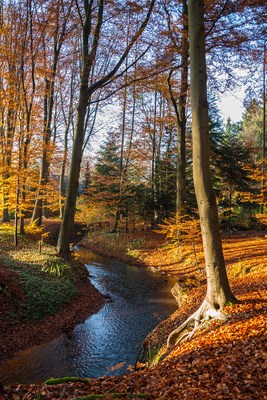 Goldener November Goldener November