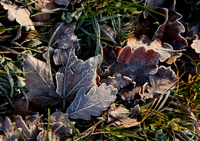 Blätter überfroren