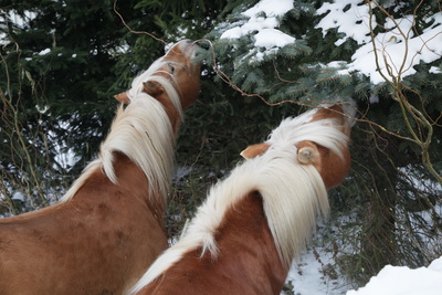 Pferde lecken Schnee