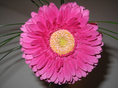 Gerbera-Blüte