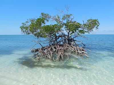 Kuba - Mangrove im Meer